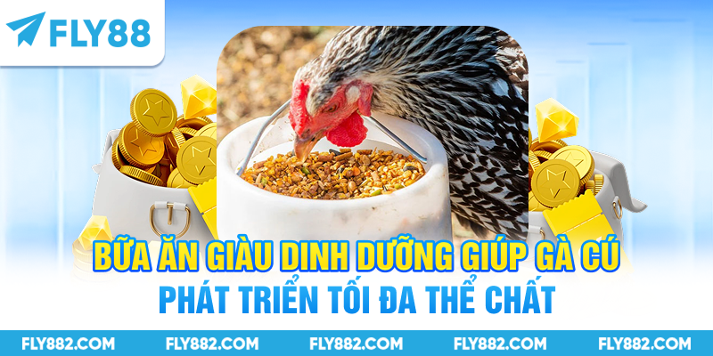 Bữa ăn giàu dinh dưỡng giúp gà cú phát triển tối đa thể chất